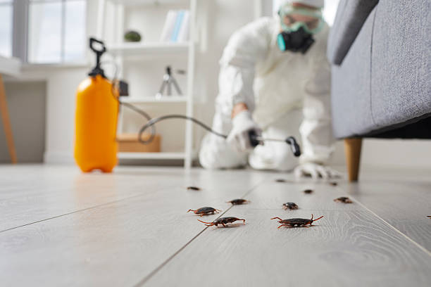 Post-Treatment Bed Bug Interceptor Monitoring in Coats Bend